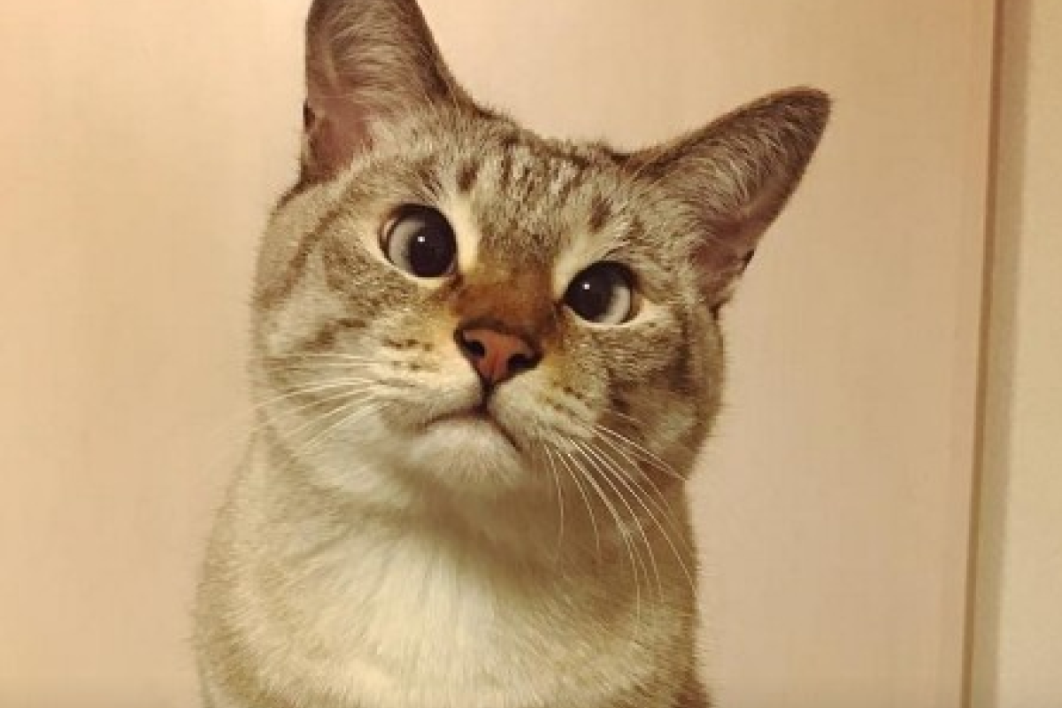Кумедний косоокий кіт став зіркою Instagram