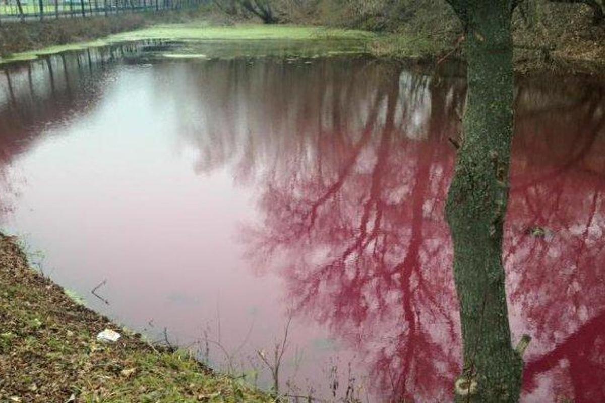 У Сумах озеро стало схожим на борщ У Сумах озеро стало схожим на борщ
