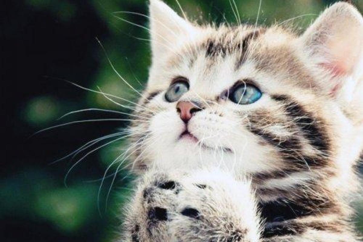 Малолетние живодерки из Хабаровска имитировали издевательства над котенком - СК Малолетние живодерки из Хабаровска имитировали издевательства над котенком - СК