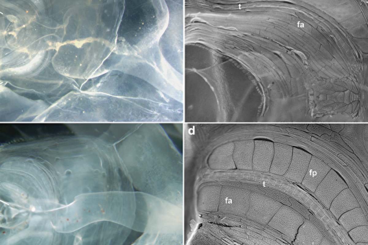 В Калифорнии обнаружено чудовище, которое ранее видели более века назад В Калифорнии обнаружено чудовище, которое ранее видели более века назад