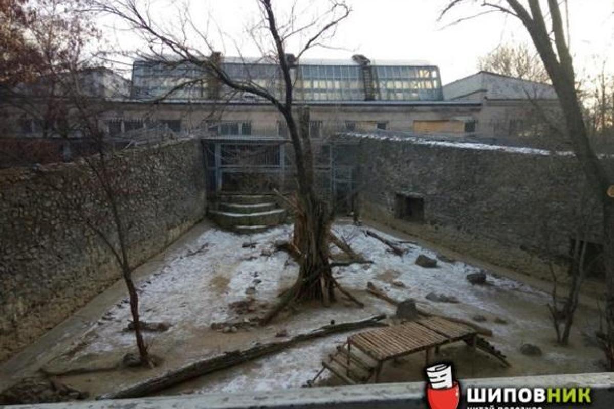 Изощренное самоубийство в Николаеве: мужчина прыгнул в вольер к тиграм Изощренное самоубийство в Николаеве: мужчина прыгнул в вольер к тиграм