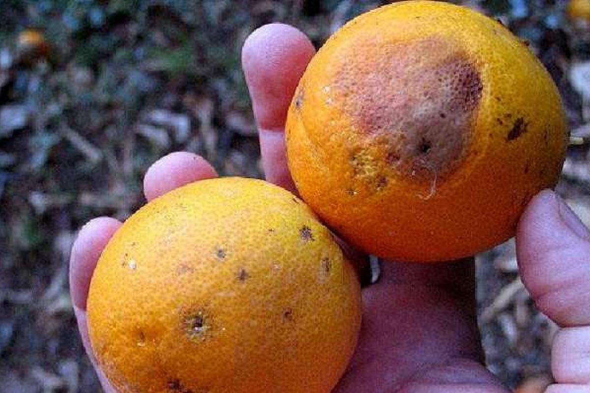 В Украину попали зараженные опасным вредителем мандарины