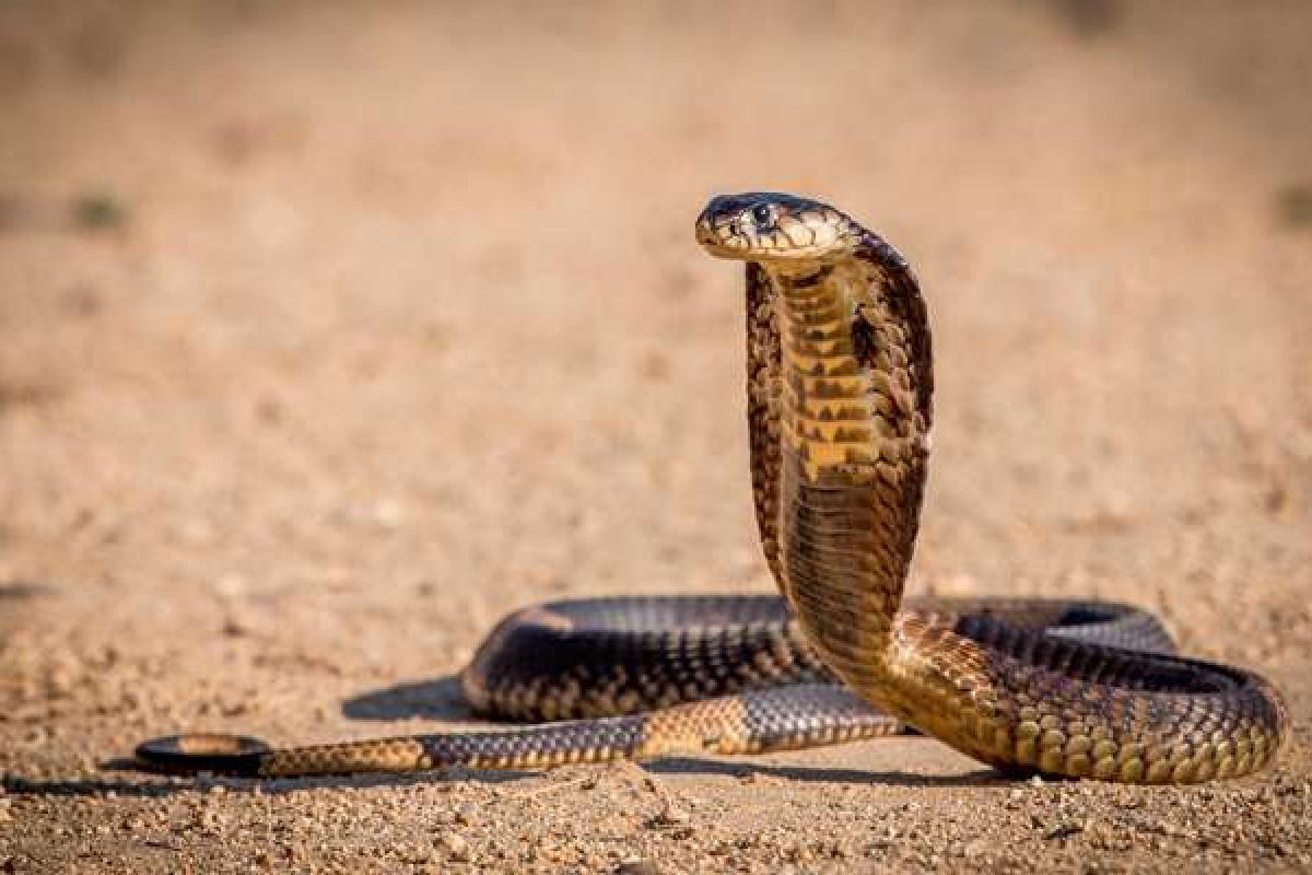 Ученые использовали яд кобры, чтобы создать новый препарат для диагностики рака