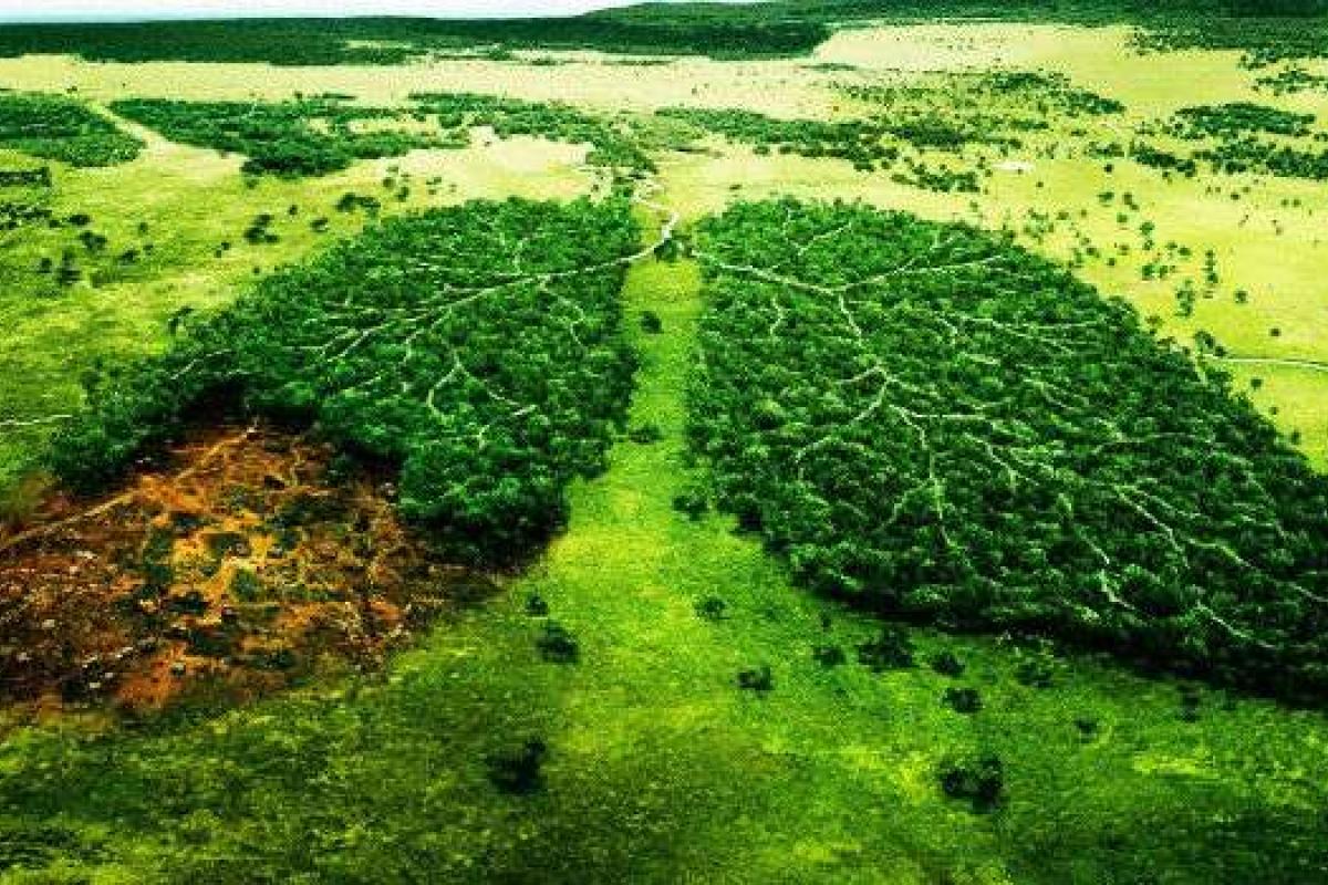 Из-за вырубки лесов Украину ждет экологическая катастрофа, - депутаты Из-за вырубки лесов Украину ждет экологическая катастрофа, - депутаты