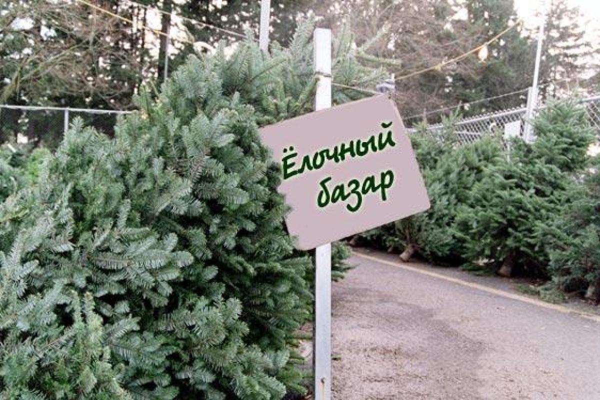 Днепр предновогодний: неизвестные избили битами охранника елочного базара и забрали весь товар