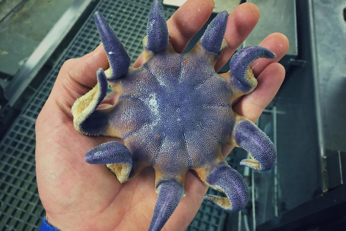 Рыбак прославился в Instagram снимками диковинных глубоководных существ