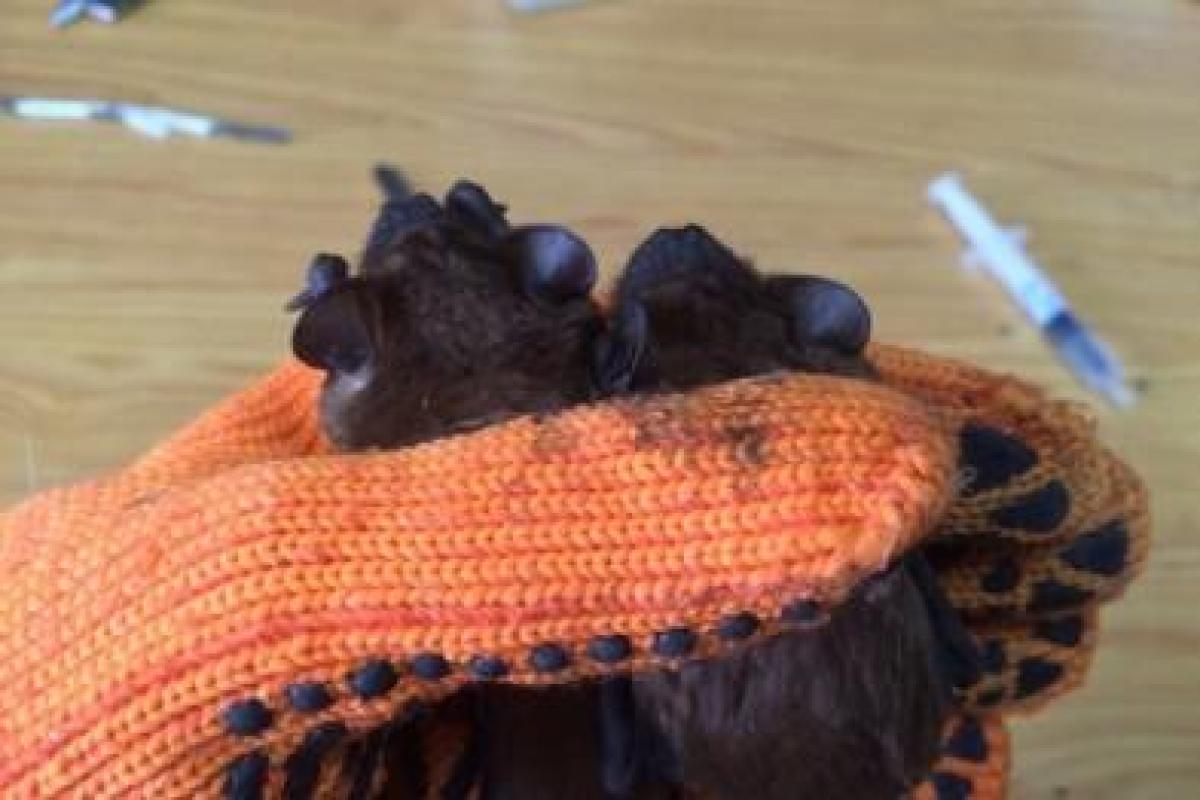 В Харьков из Лисичанска привезли летучих мышей, которых нашли во время ремонта в одной из школ В Харьков из Лисичанска привезли летучих мышей, которых нашли во время ремонта в одной из школ