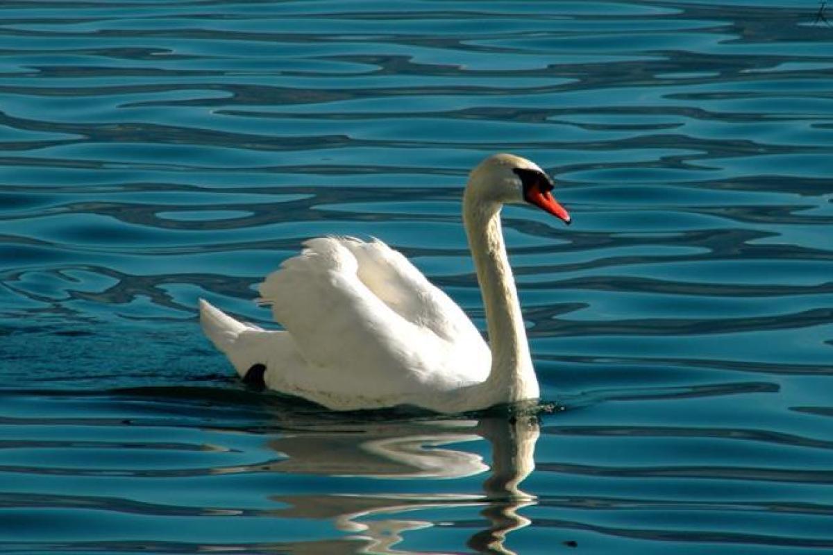 На Буковине население в панике: птичий грипп "скосил" популяцию лебедей На Буковине население в панике: птичий грипп "скосил" популяцию лебедей