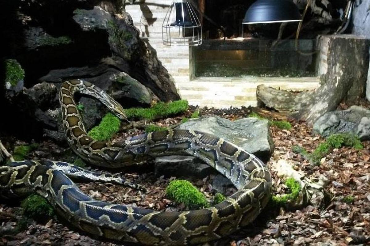 В Ужгороде произошел шокирующий инцидент: от хозяина сбежал трехметровый тигровый питон