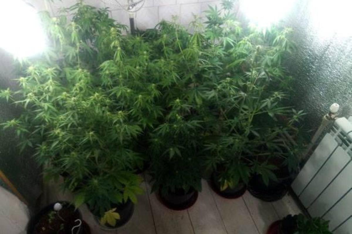 В Краматорске арестовали плантатора конопли 