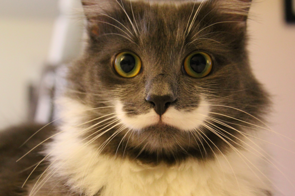 Ученые предупреждают: Птичий грипп можно подхватить от кота