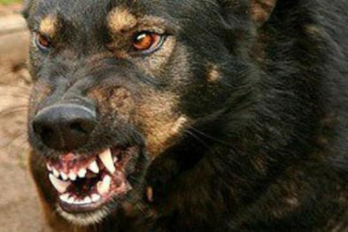 В Хмельницком произошел жуткий инцидент: собака напала на прохожего посреди улицы В Хмельницком произошел жуткий инцидент: собака напала на прохожего посреди улицы