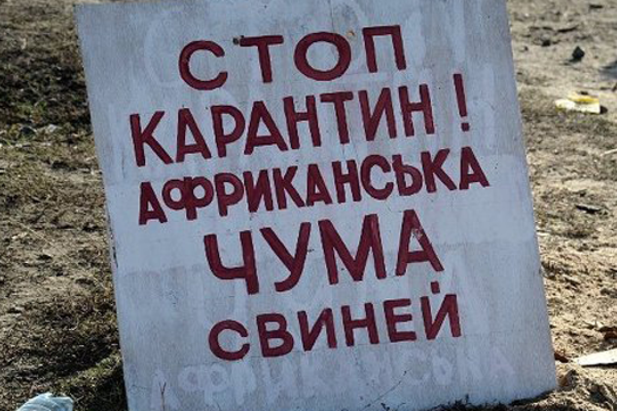 В Украине зарегистрированы вспышки африканской чумы свиней