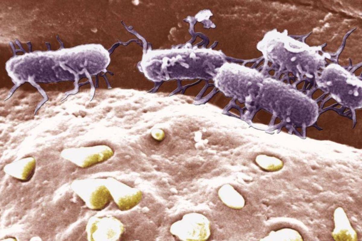 Микробиологи предрекли ужасный вирус, который может уничтожить почти все население Земли 