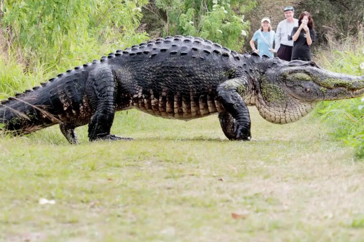 Сеть взорвали кадры гигантского 5-метрового аллигатора в заповеднике Флориды Сеть взорвали кадры гигантского 5-метрового аллигатора в заповеднике Флориды