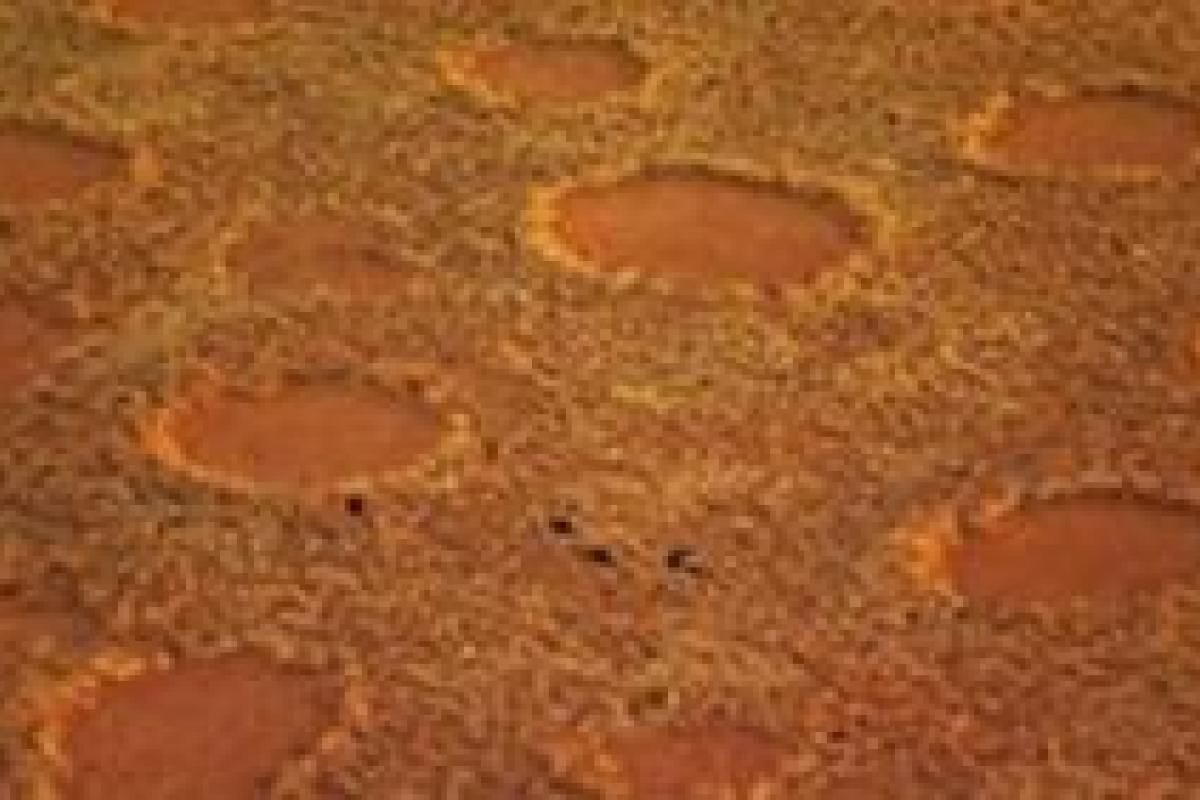 Ученые разгадали тайну "ведьминых кругов"