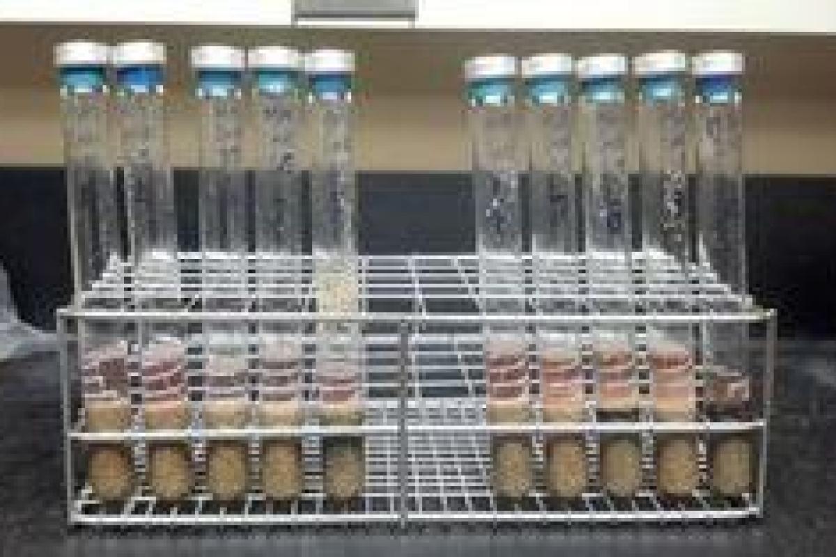 Ученые рассказали, какие микроорганизмы способны выжить на Красной планете