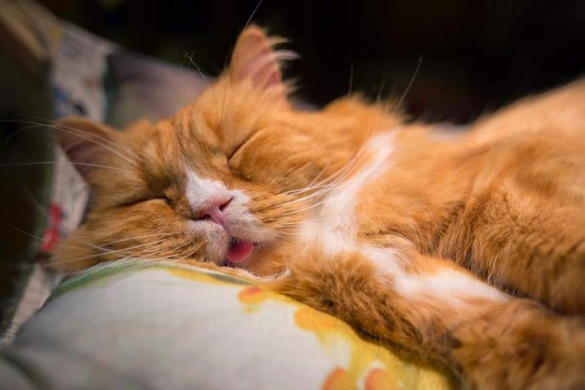 Чем опасен короткий сон и как приучить себя полноценно высыпаться