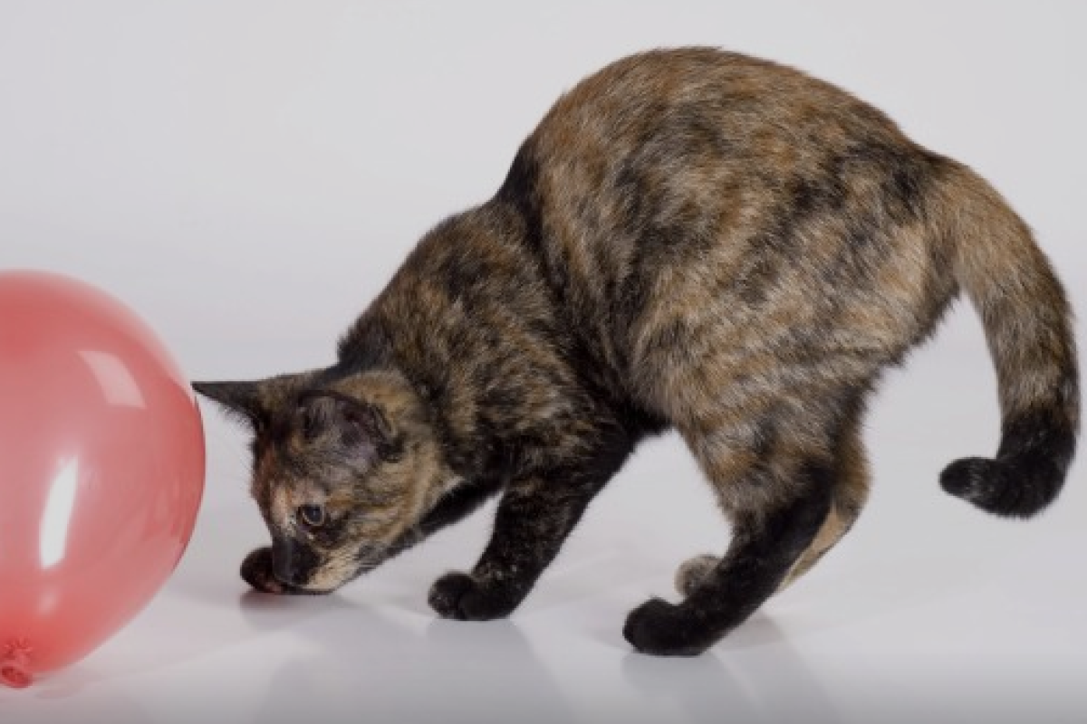 Чем надолго занять надоедливого кота: забавный ролик появился на YouTube Чем надолго занять надоедливого кота: забавный ролик появился на YouTube