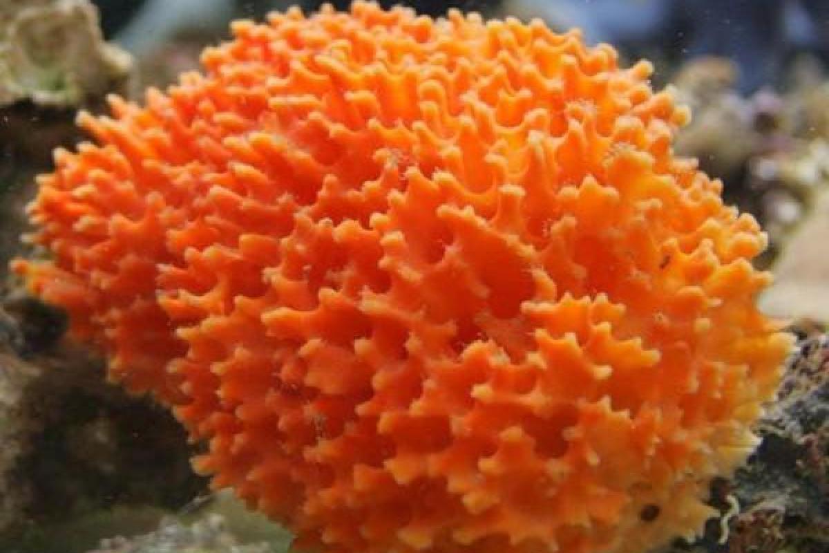 Британские ученые рассказали, какое животное может пережить Апокалипсис