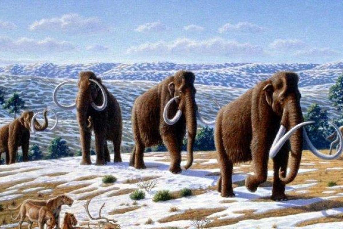 Ученые заявили, что на Земле скоро снова появятся мамонты