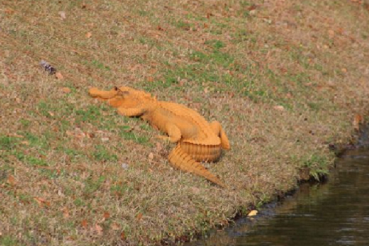 В американском городе появился оранжевый аллигатор