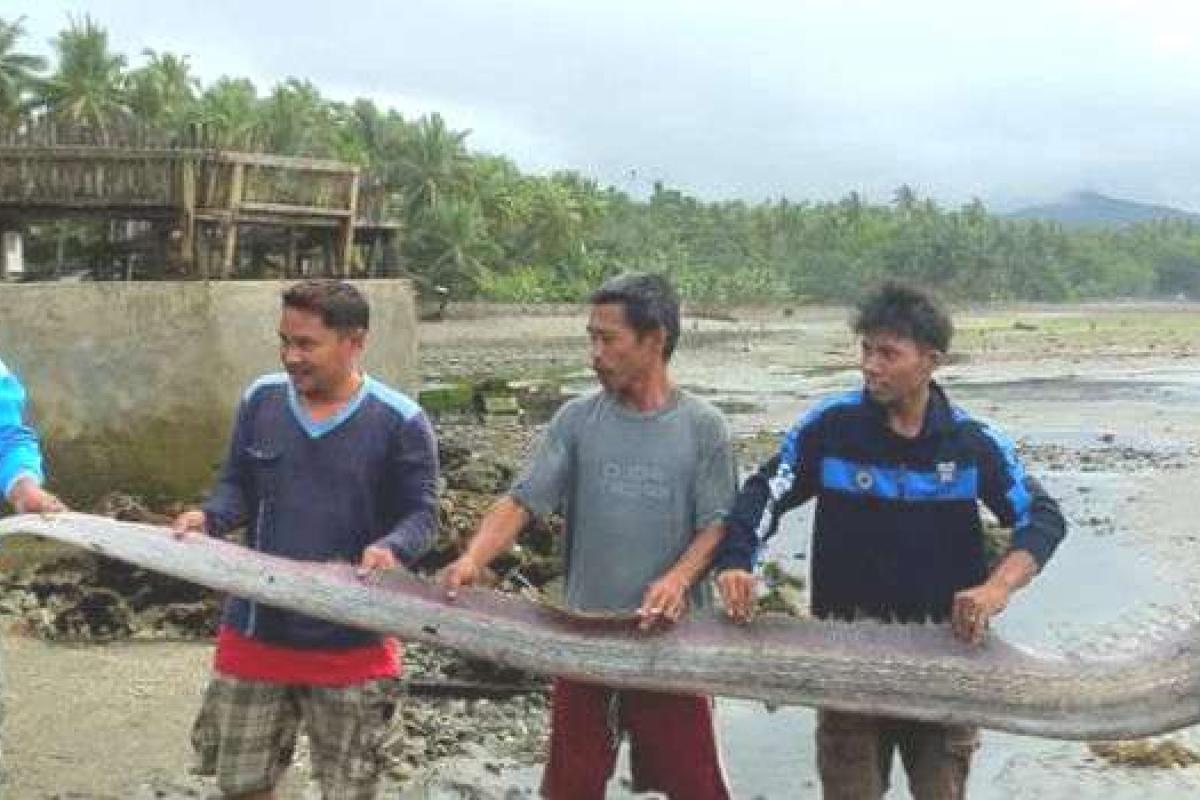 Филиппинские рыбаки выловили настоящее чудовище: опубликовано фото Филиппинские рыбаки выловили настоящее чудовище: опубликовано фото