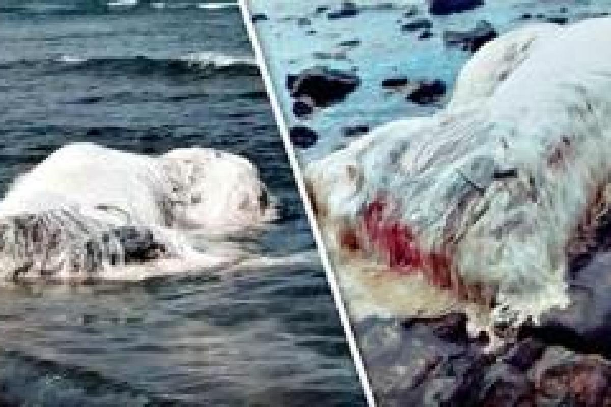 Жители Филиппин напуганы страшной находкой: на берег выбросило волосатое чудовище