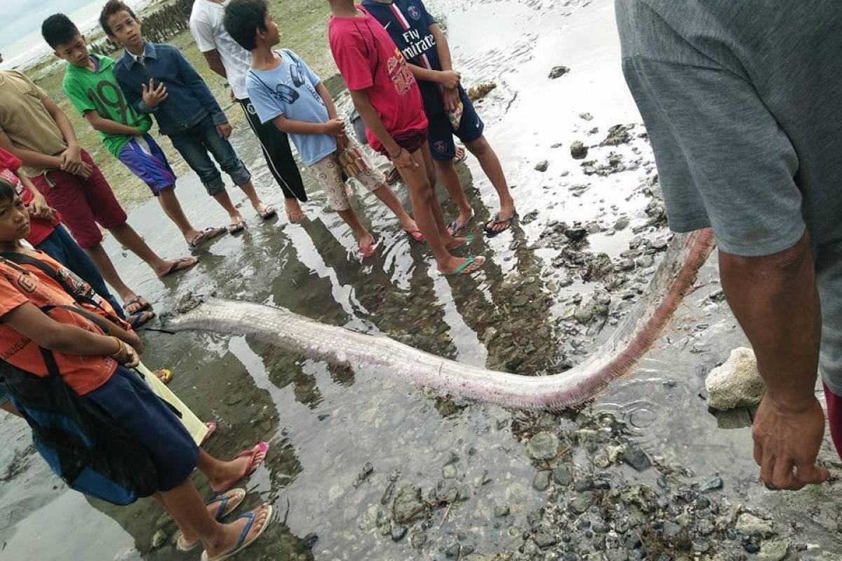 "Предвестник страшных землетрясений": на Филиппинах огромная рыба сельдяной король выбросилась на берег