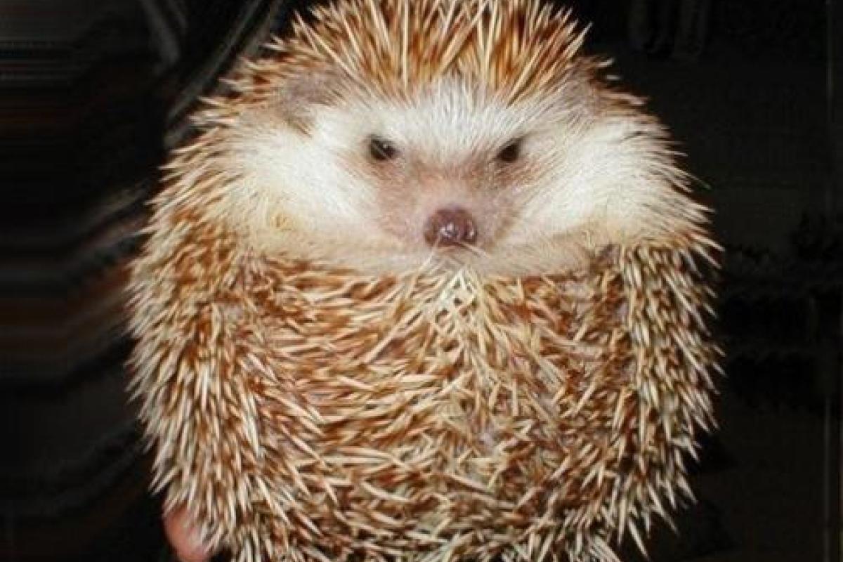 Полиция Новой Зеландии "задержала" подозрительного ежа с банкой от йогурта на голове