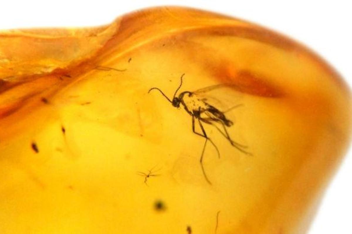 Ученые нашли неизвестное насекомое в древнейшем янтаре