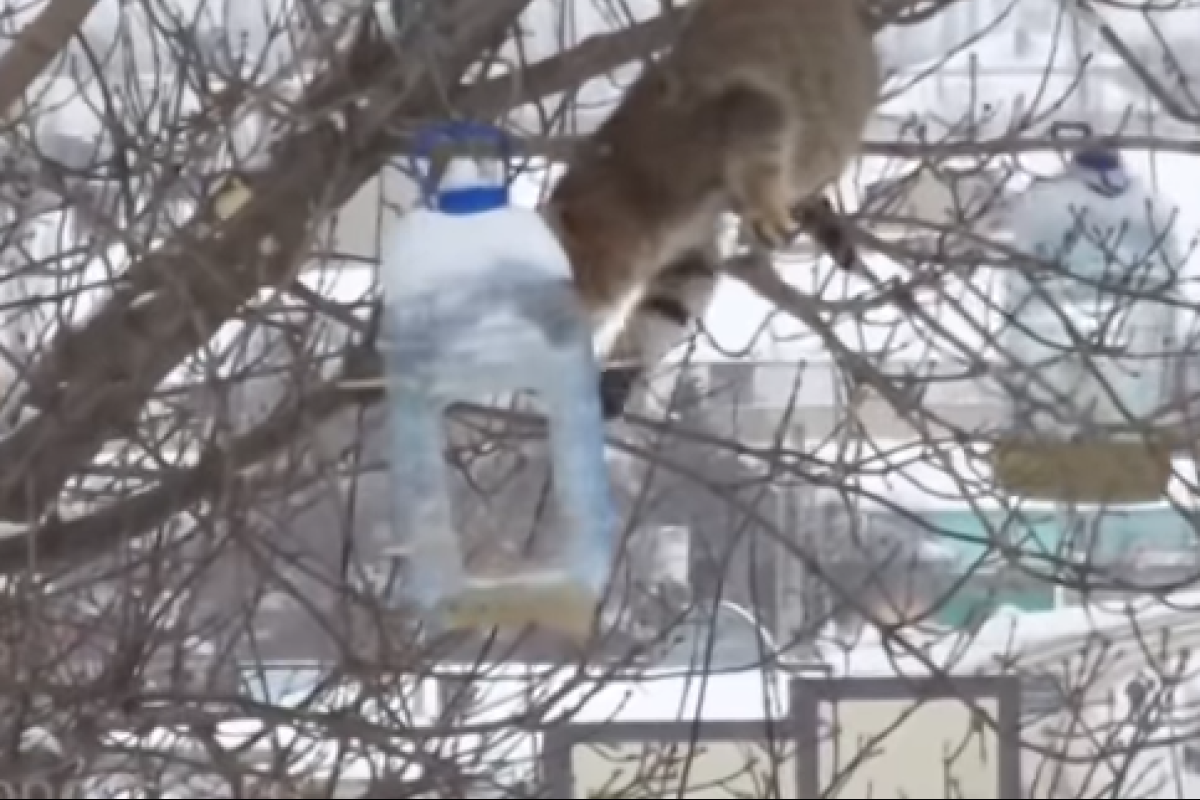 Ворующий сало кот-экстремал позабавил пользователей YouTube