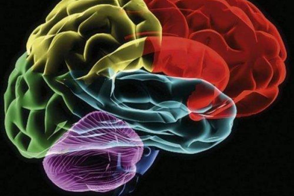 Ученые обнародовали шокирующие данные о жизни человеческого мозга после смерти