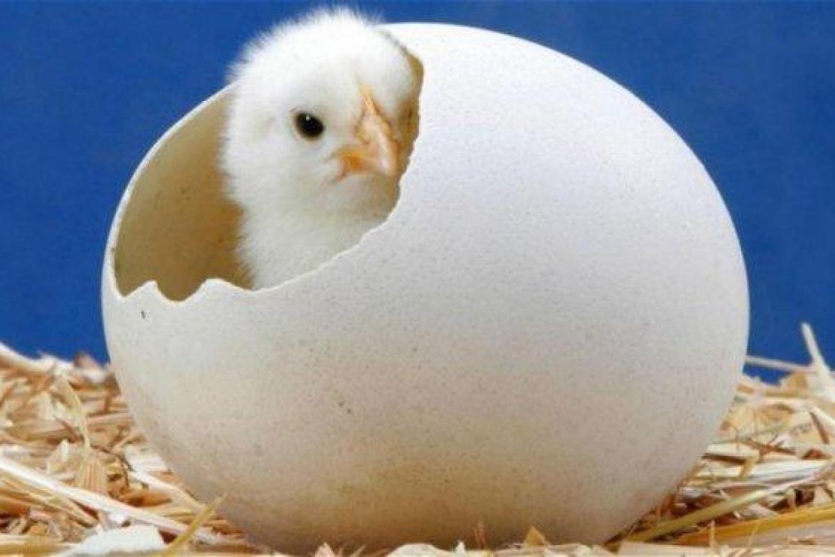 Ученые разгадали тайну тысячелетия: яйцо все-таки появилось позже курицы Ученые разгадали тайну тысячелетия: яйцо все-таки появилось позже курицы