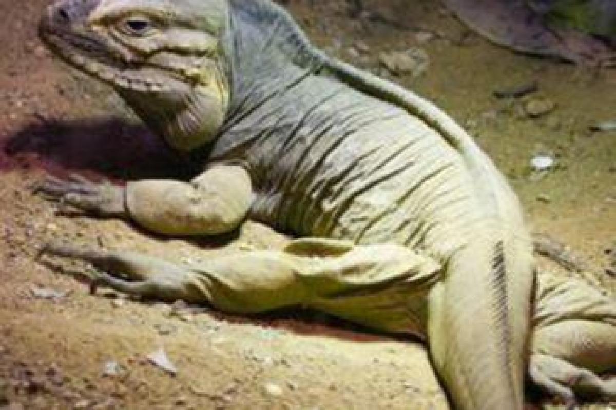 Уфологи заметили ящерицу, пробежавшую рядом с марсоходом Curiosity на Марсе: появилось видео Уфологи заметили ящерицу, пробежавшую рядом с марсоходом Curiosity на Марсе: появилось видео