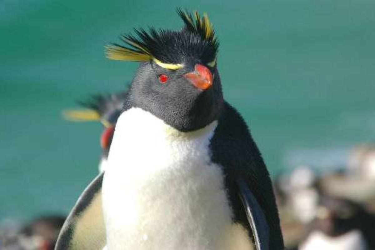 Немецкие ученые обнаружили останки гигантского пингвина