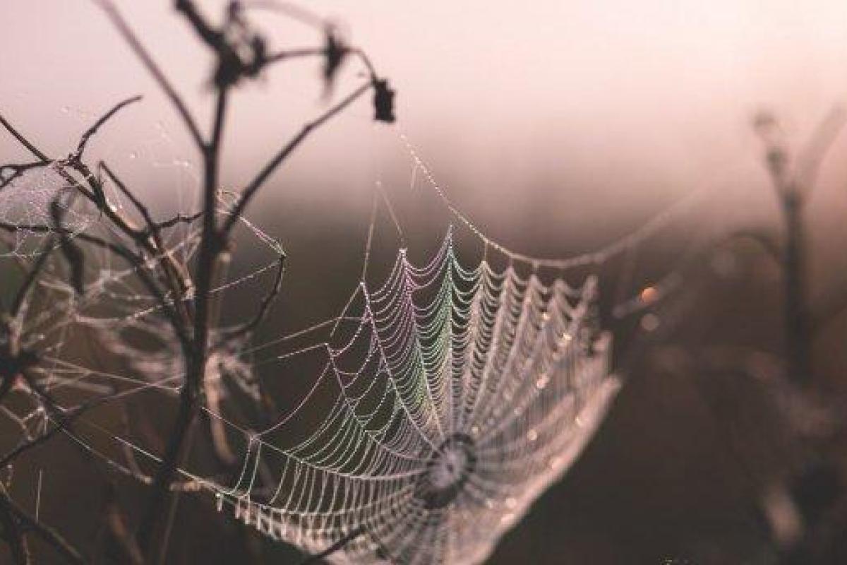 Ученые: Пауки могут съесть людей за год Ученые: Пауки могут съесть людей за год