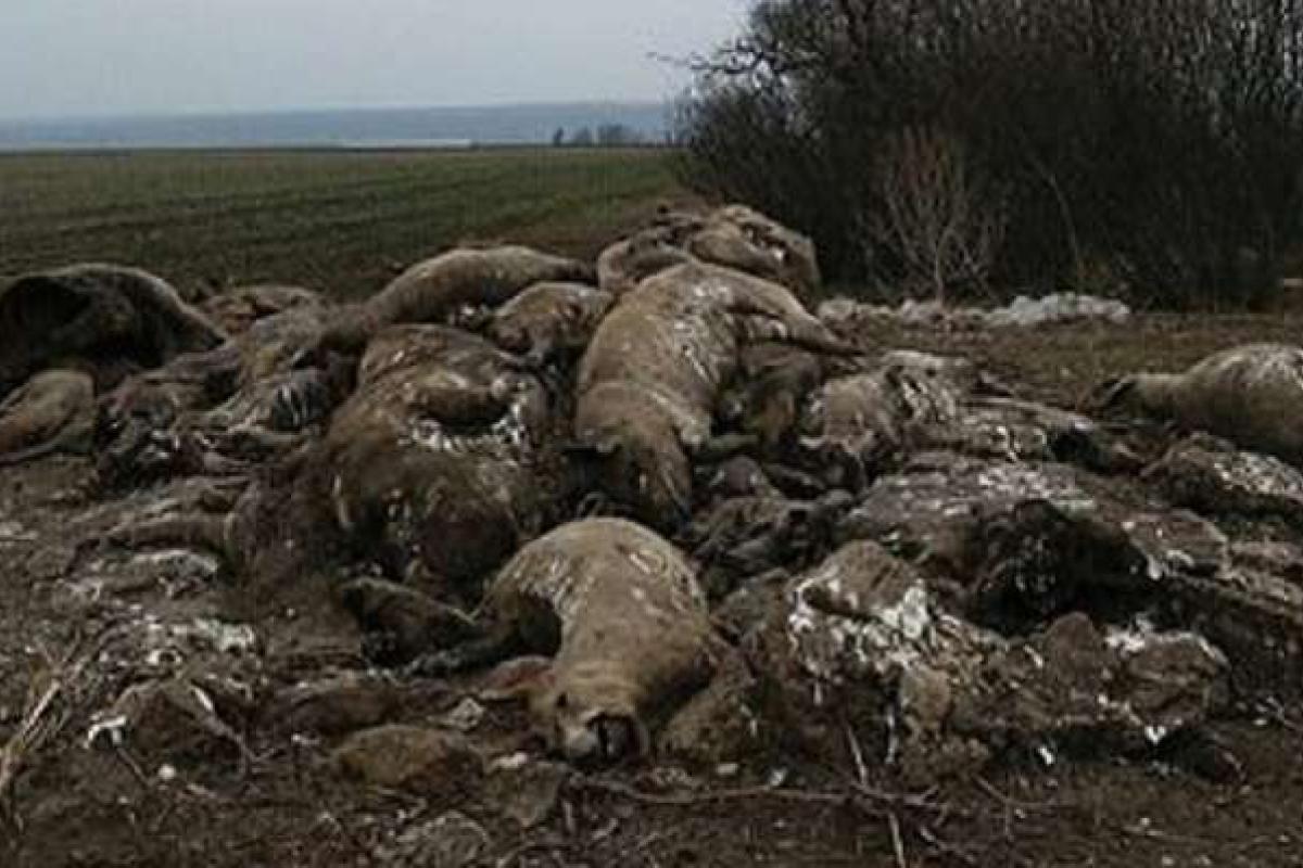 Жители села на Николаевщине нашли свалку трупов свиней Жители села на Николаевщине нашли свалку трупов свиней