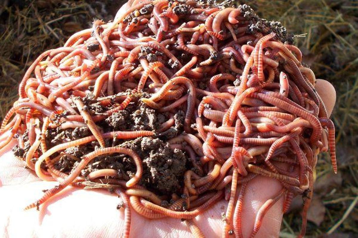 Российский ученый выиграл кругленькую сумму на косметику из помета червей