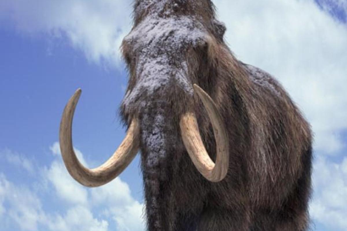 Американские ученые сообщили точную причину гибели мамонтов на Земле
