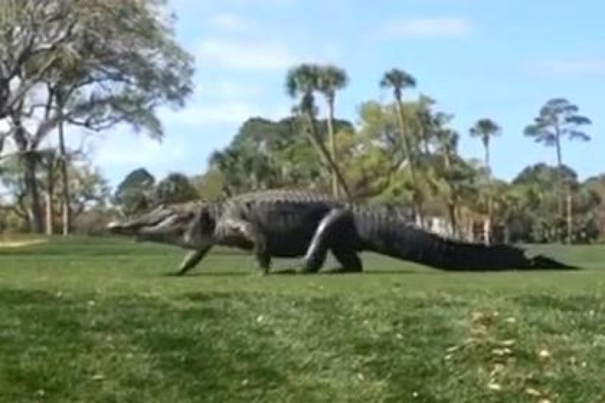Турнир по гольфу в Южной Каролине прервался из-за гигантского аллигатора Турнир по гольфу в Южной Каролине прервался из-за гигантского аллигатора