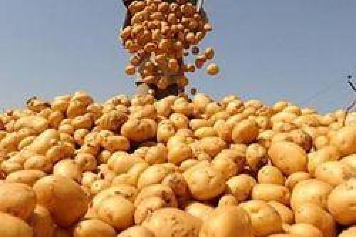 Ученые сделали сенсационное заявление: колонизаторы Марса смогут выращивать картофель