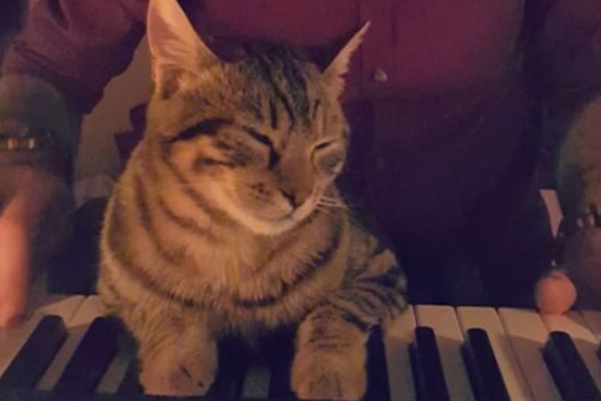 Турецкий кот-меломан очаровал сеть Турецкий кот-меломан очаровал сеть
