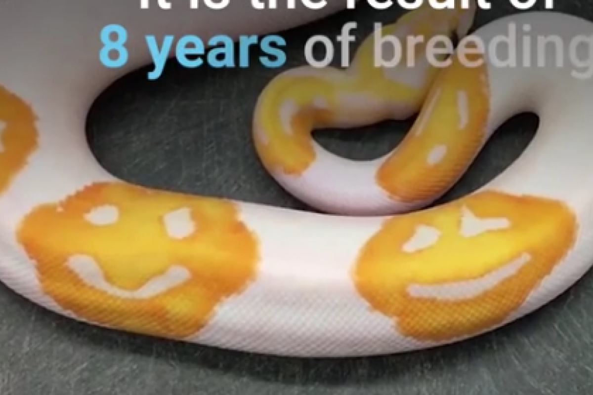 Селекционер вывел питона с окрасом в виде "смайликов"