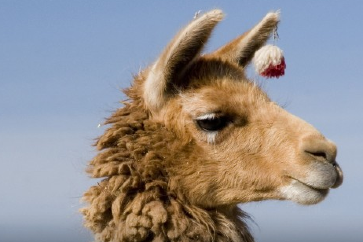 Наглая лама довела мальчика до истерики: опубликовано видео Наглая лама довела мальчика до истерики: опубликовано видео