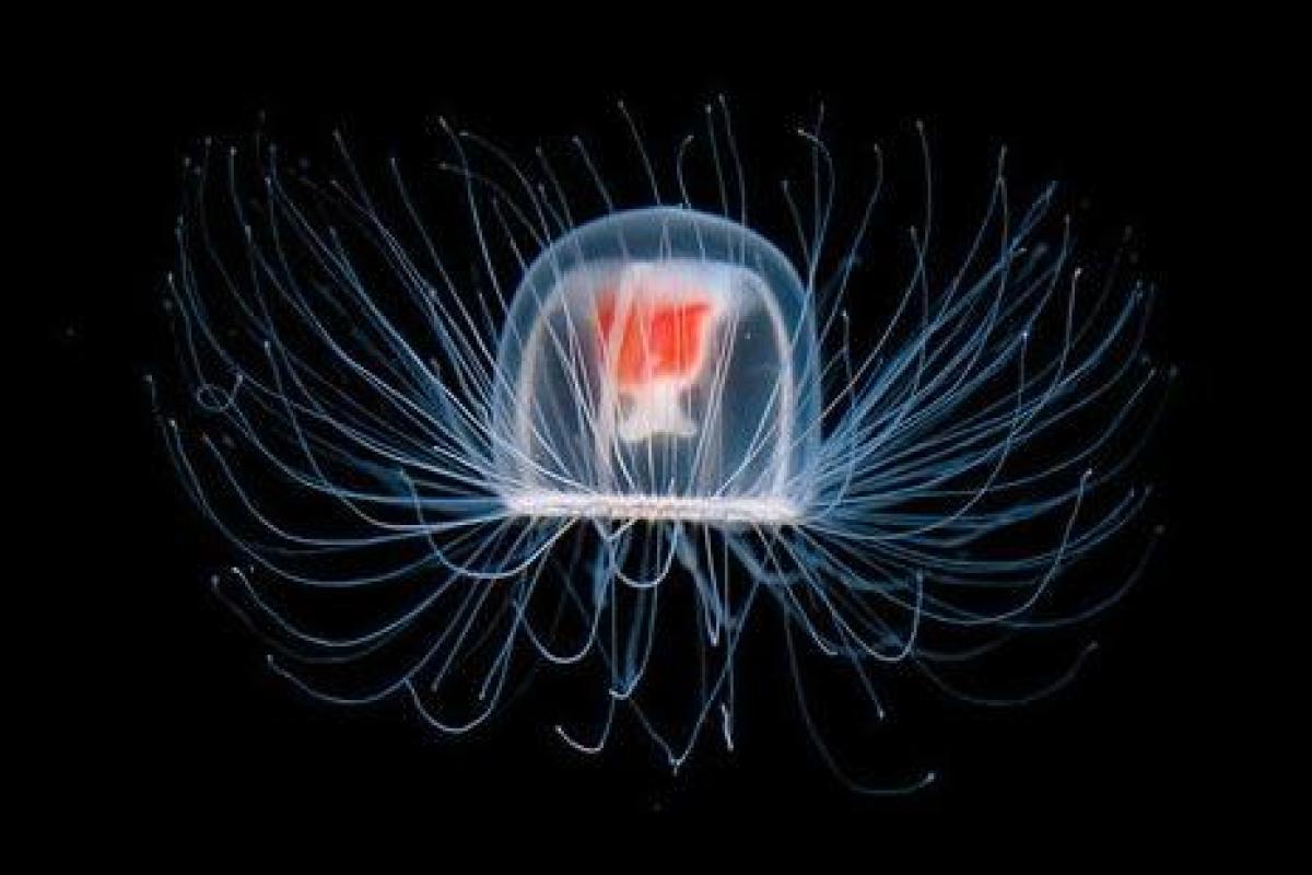 Ученые нашли медузу, которая способна жить вечно Ученые нашли медузу, которая способна жить вечно