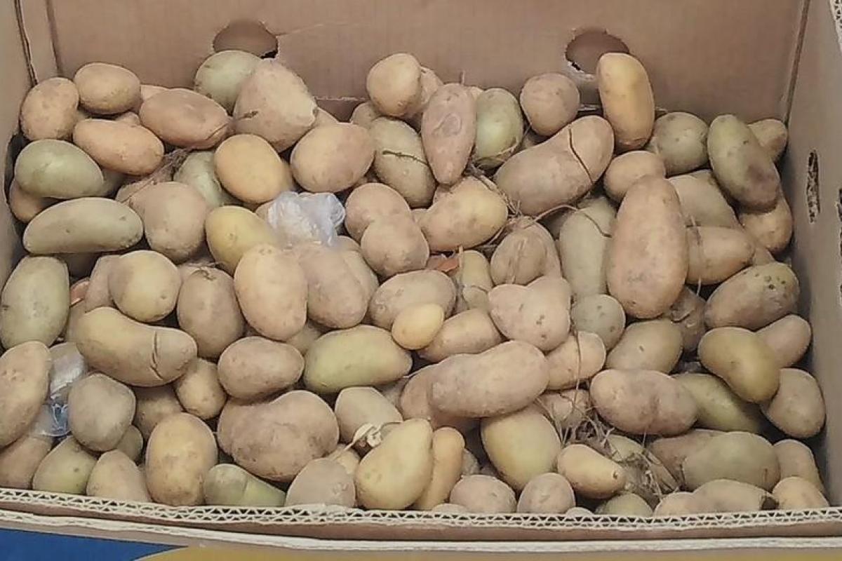 В Крыму картофель становится деликатесом