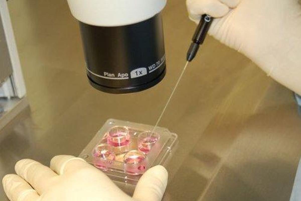 Ученые сумели получить зародыш зубра Ученые сумели получить зародыш зубра