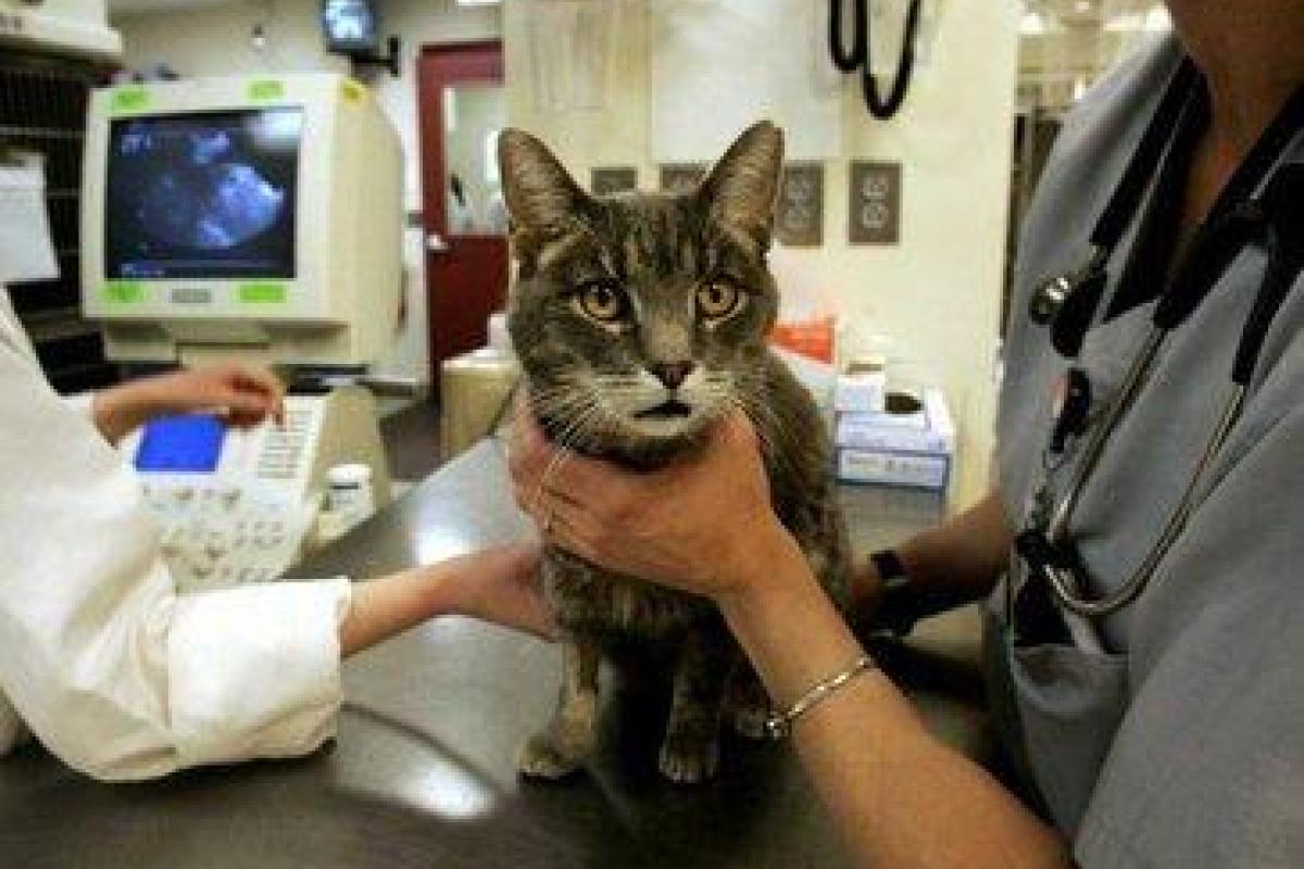 Живодеры кидались кошками прямо из окна жилого дома в Москве