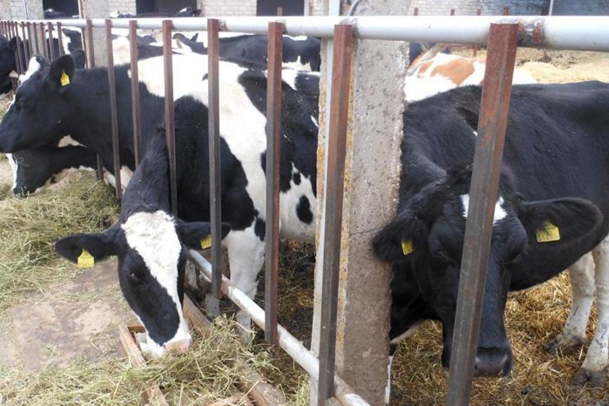 В Волынской области обворовали ферму
